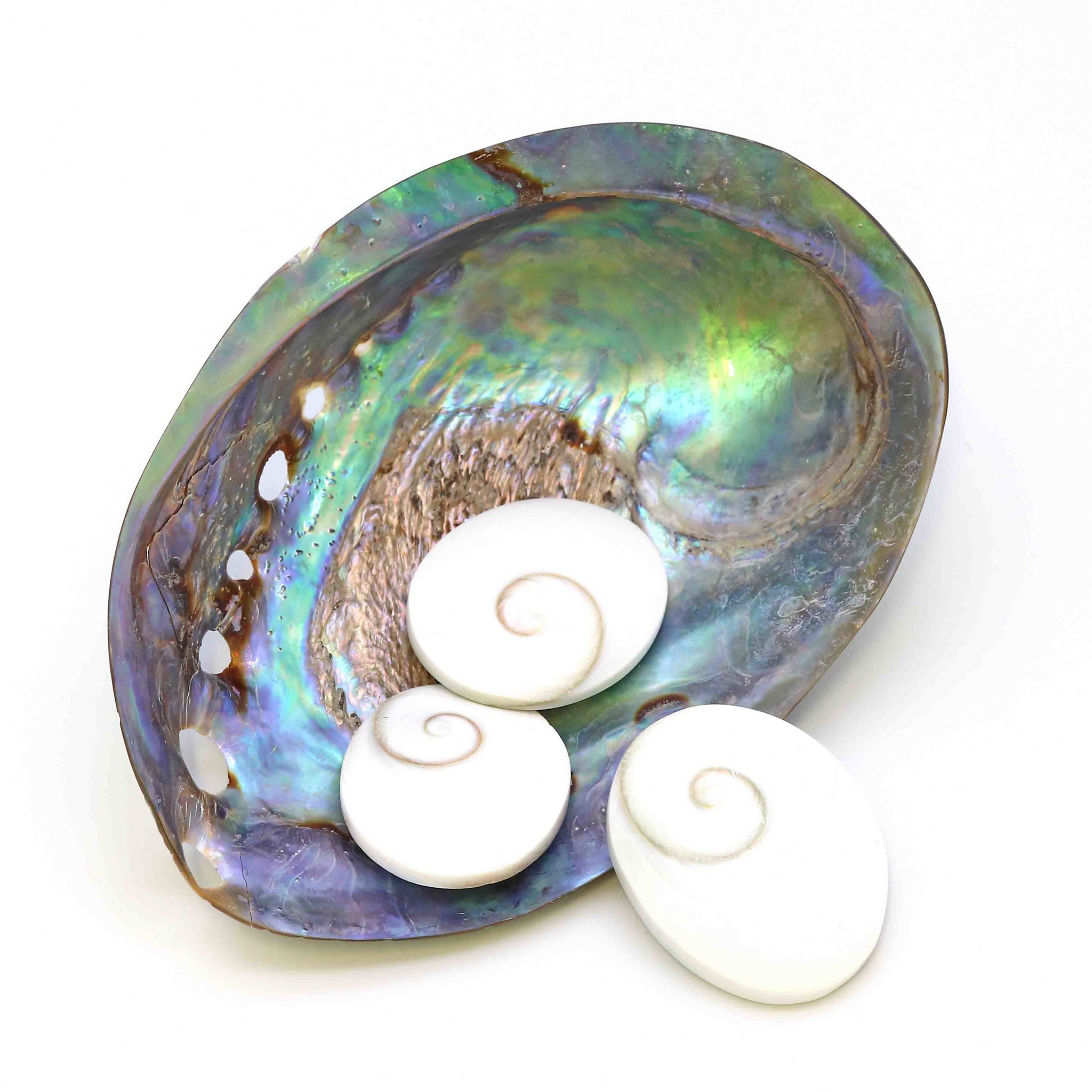 Bild von Shiva Auge Muschel Disc/Oval ca. 35x30mm