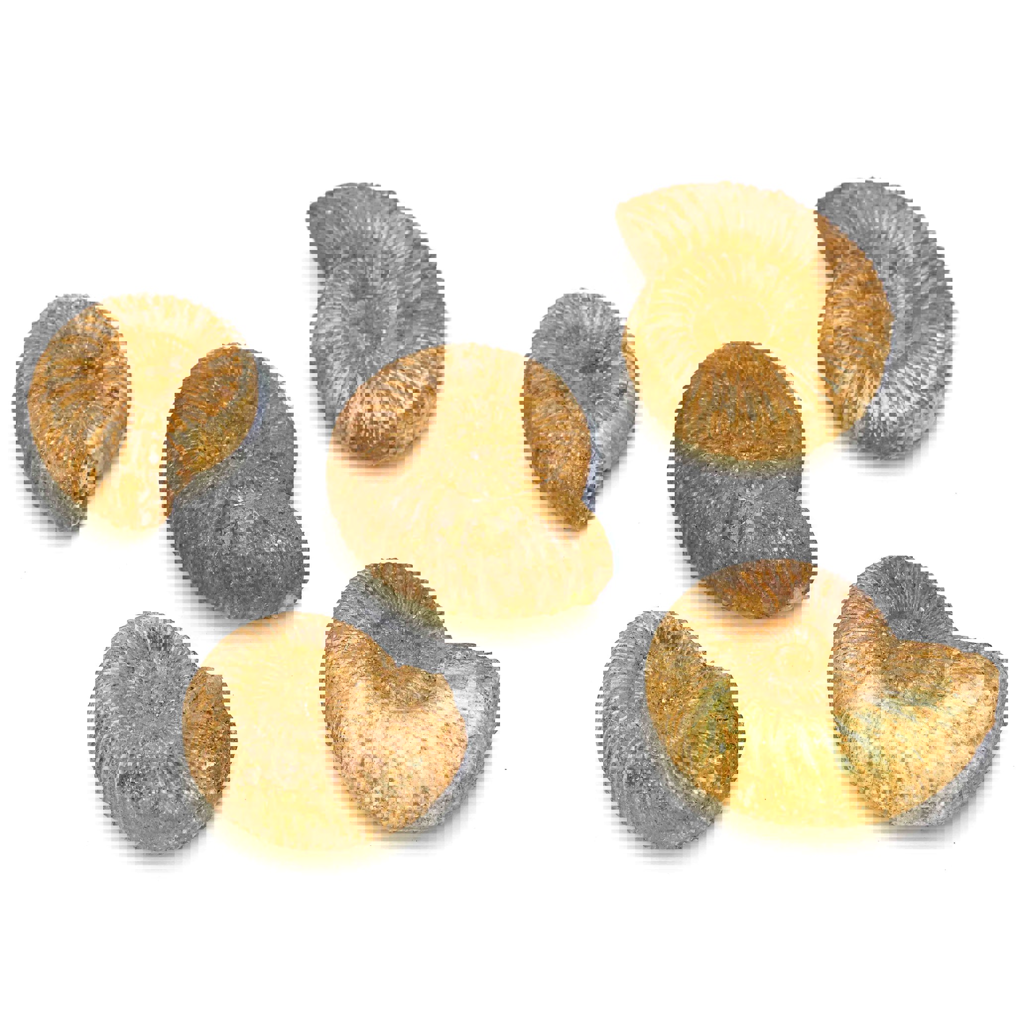 Bild von Ammonit Marokko ca. 35-45mm "mittel"